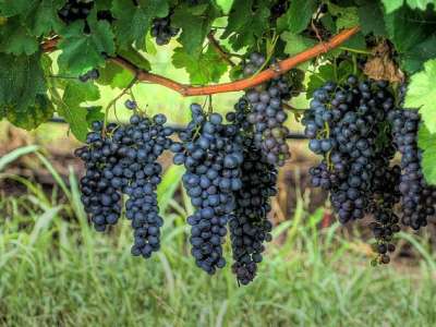 Loại nho làm rượu vang đỏ ngon lẫy lừng thế giới - Cabernet Sauvignon