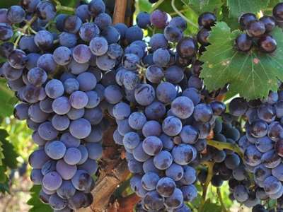 Primitivo - Giống nho tạo nên những tuyệt phẩm rượu vang trứ danh nước Ý