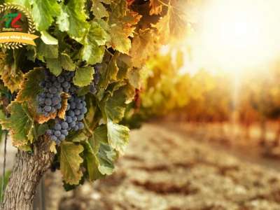 Rượu vang Italy – Đẳng cấp đến từ “đất nước hình chiếc ủng”