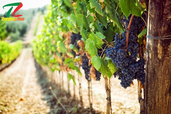 malvasia giong nho ven bien dia trung hai1