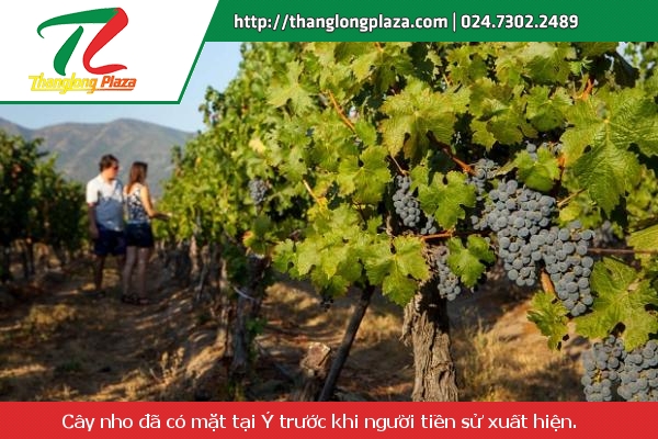 nuoc y ruou vang va cau chuyen ve nho1