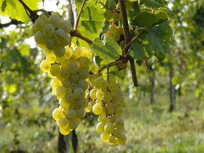 Rượu vang làm từ giống nho Bombino Bianco có gì đặc biệt?