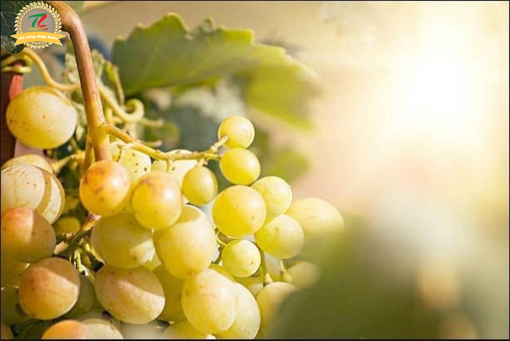 ruou vang cao cap le vigne di sammarco nottetempo 100 barrique chardonnay salento 2017 quyen ru trong vi thom nong cua cac loai trai cay va huong vanilla0 photo